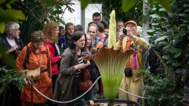 زهرة برائحة اللحم المتعفن