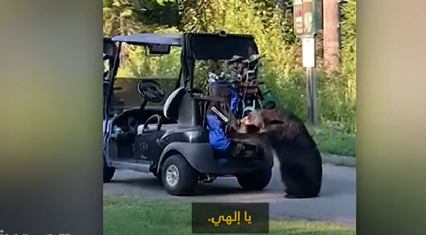 دب ضخم يسرق حقيبة