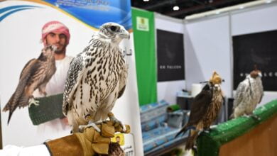 مزادات الصقور في أبوظبي للصيد والفروسية