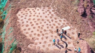 حفرية لديناصور يشبه الطيور في الصين