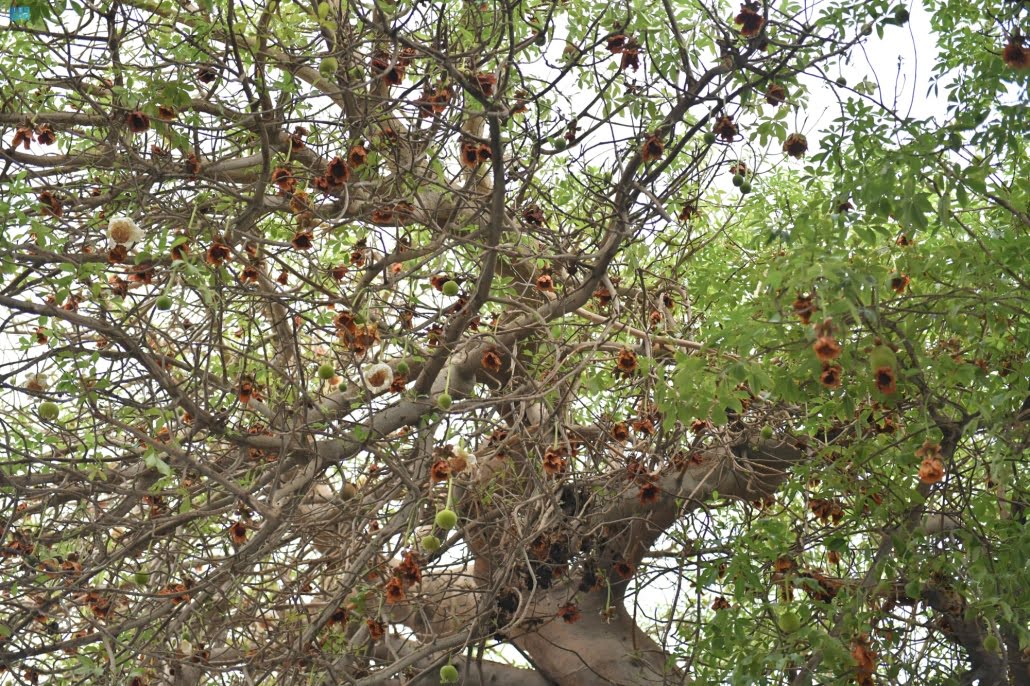 الباوباب