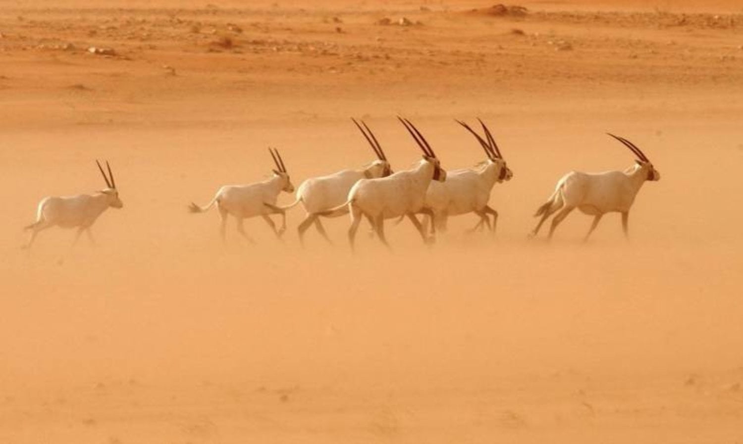 عروق بني معارض