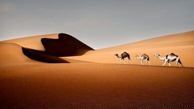 التجربة الصحراوية المميزة في قرية ليوا
