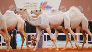 مهرجان الملك عبدالعزيز للإبل