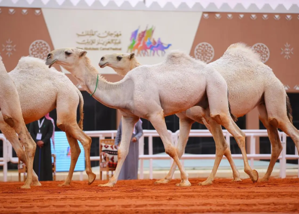 مهرجان الملك عبدالعزيز للإبل