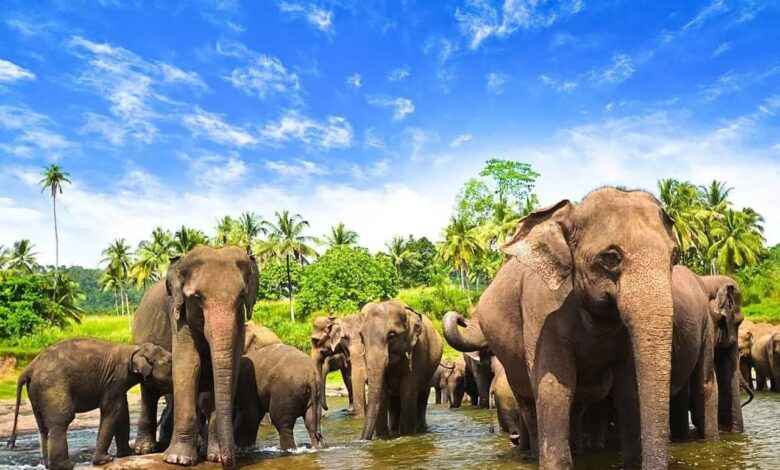 السياحة في سريلانكا