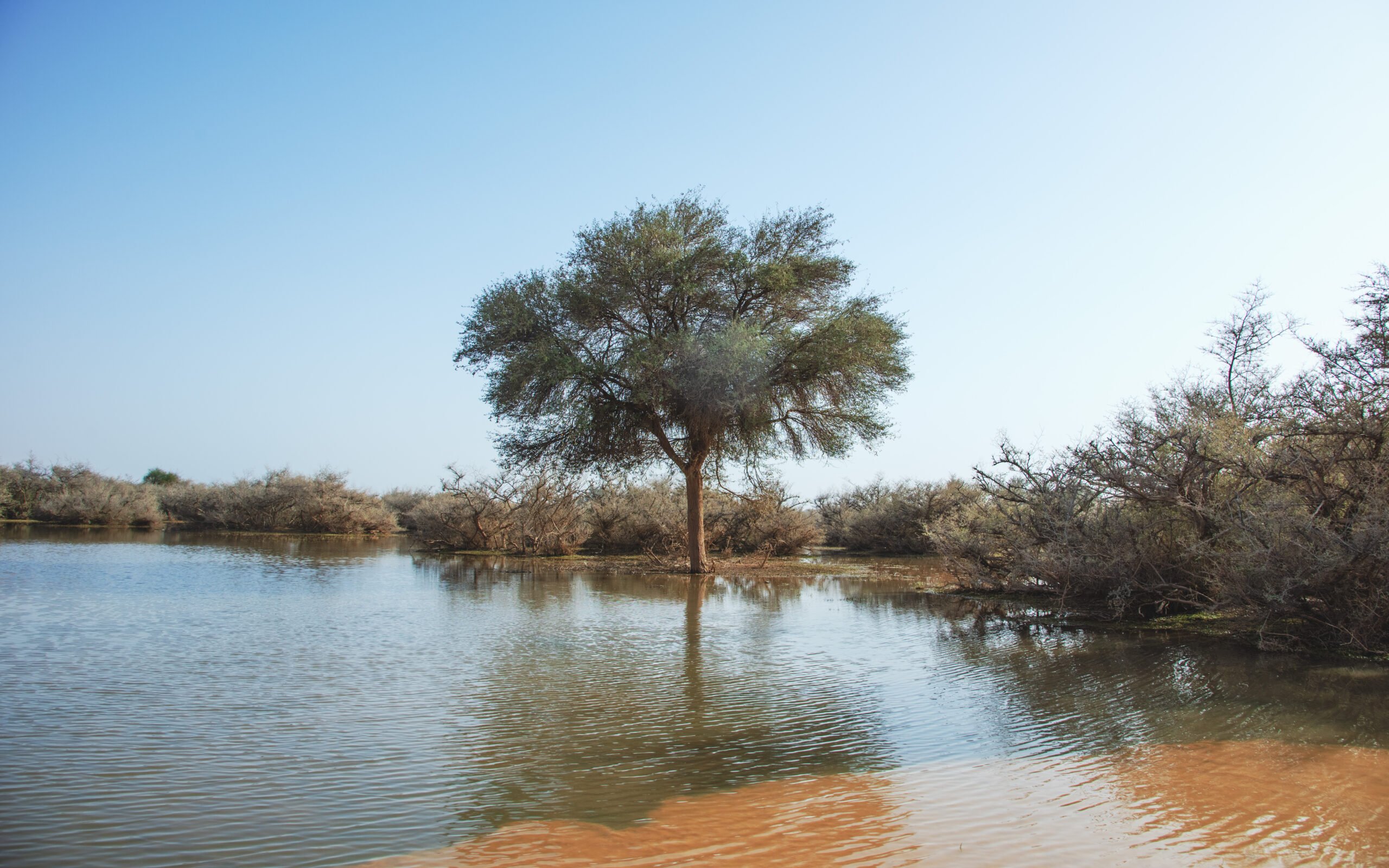 محمية الإمام عبدالعزيز