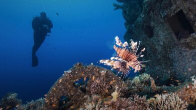 مشتل أولي للشعاب المرجانية