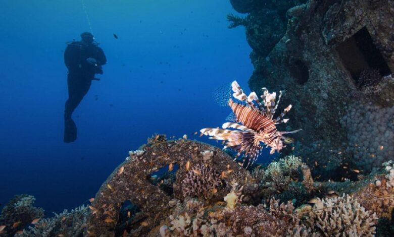 مشتل أولي للشعاب المرجانية