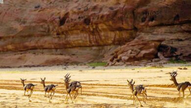 محمية شرعان