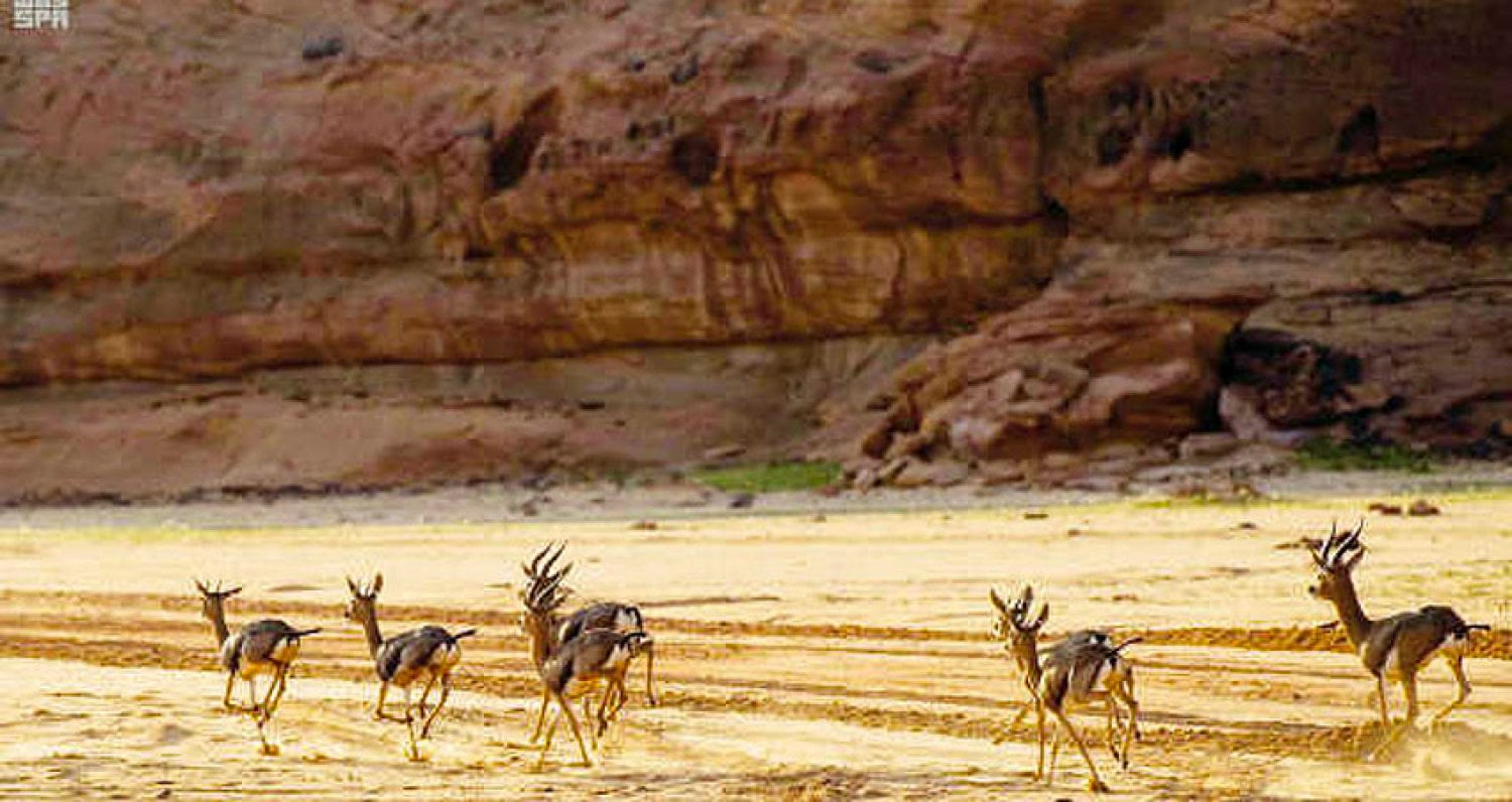 محمية شرعان