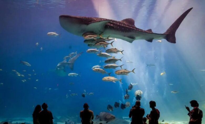 أكواريوم فقيه