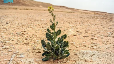 زهرة الحارة