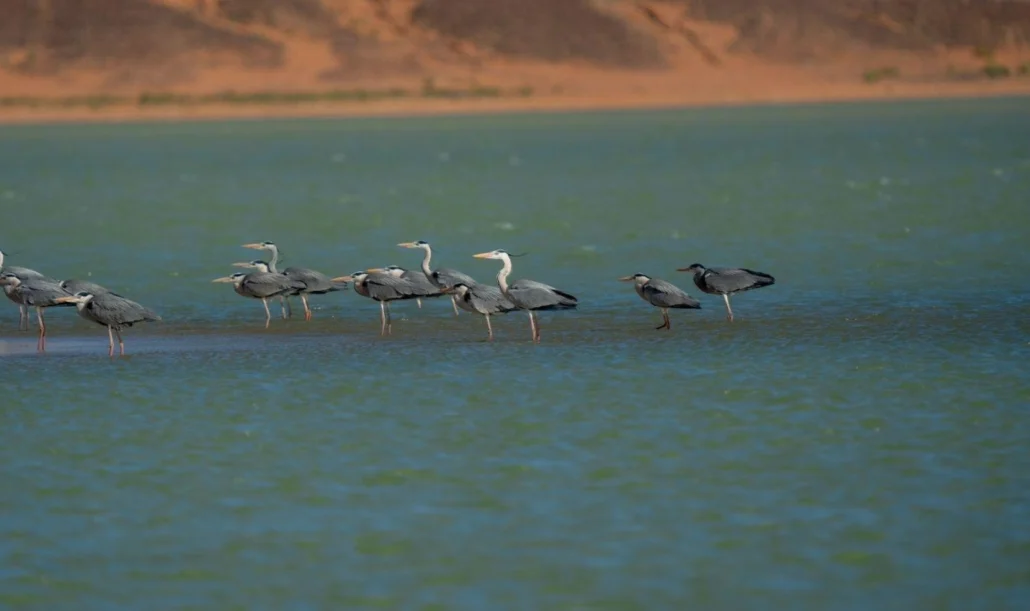 مالك الحزين