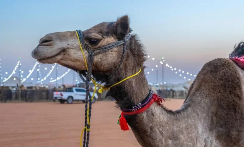 الناقة الزّرقاء