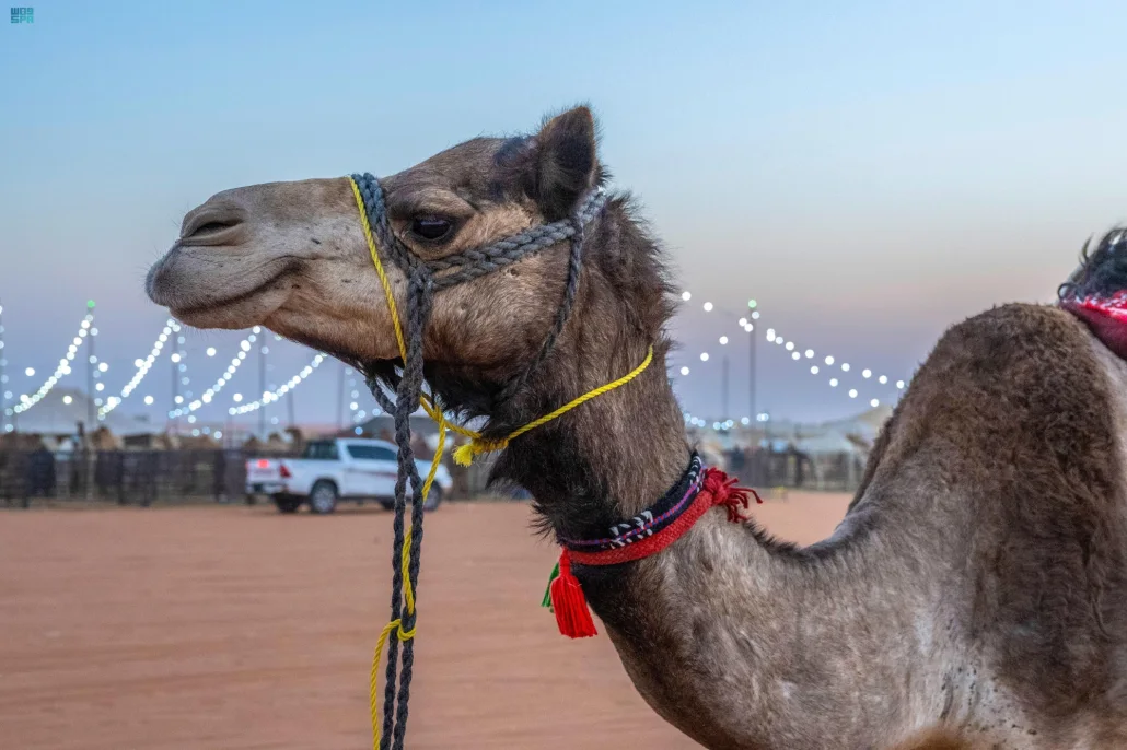 الناقة الزّرقاء