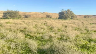 محمية الإمام تركي