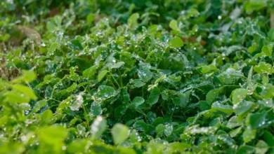 الصقيع يكسو رفحاء