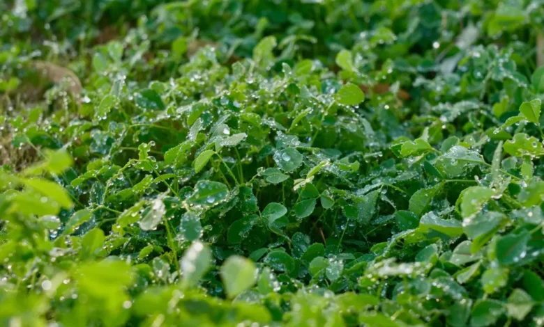 الصقيع يكسو رفحاء