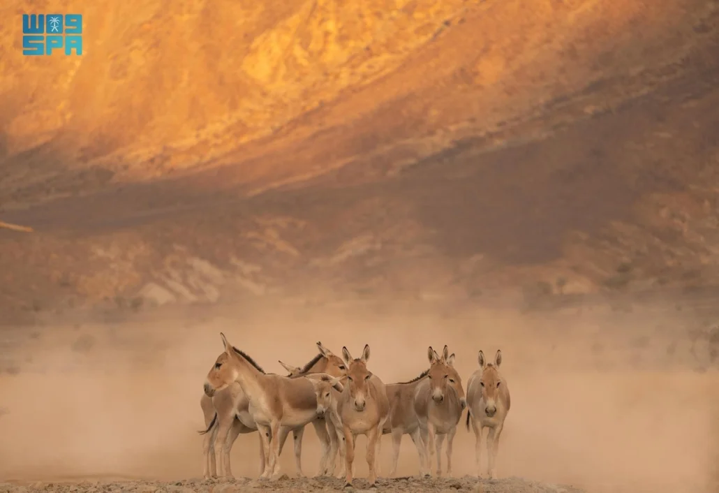 الحمار البري