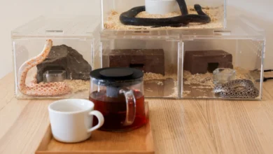 تقديم القهوة بصحبة الثعابين