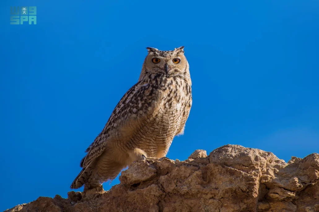 البوم الفرعوني