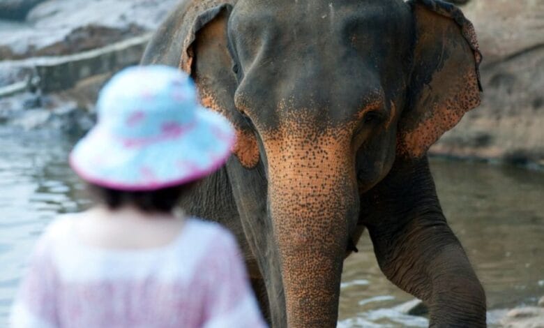 الحياة البرية