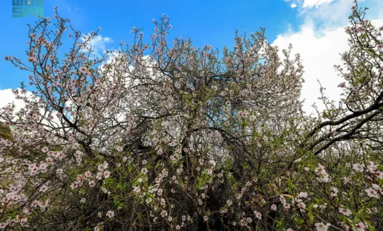 أشجار اللوز