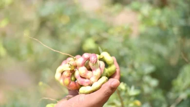 اللوز الهندي