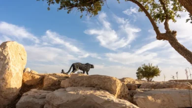 منحوتات ريفالتا