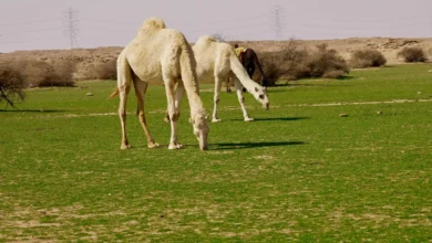 الإبل والطبيعة