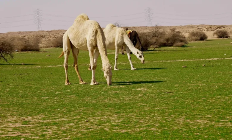 الإبل والطبيعة