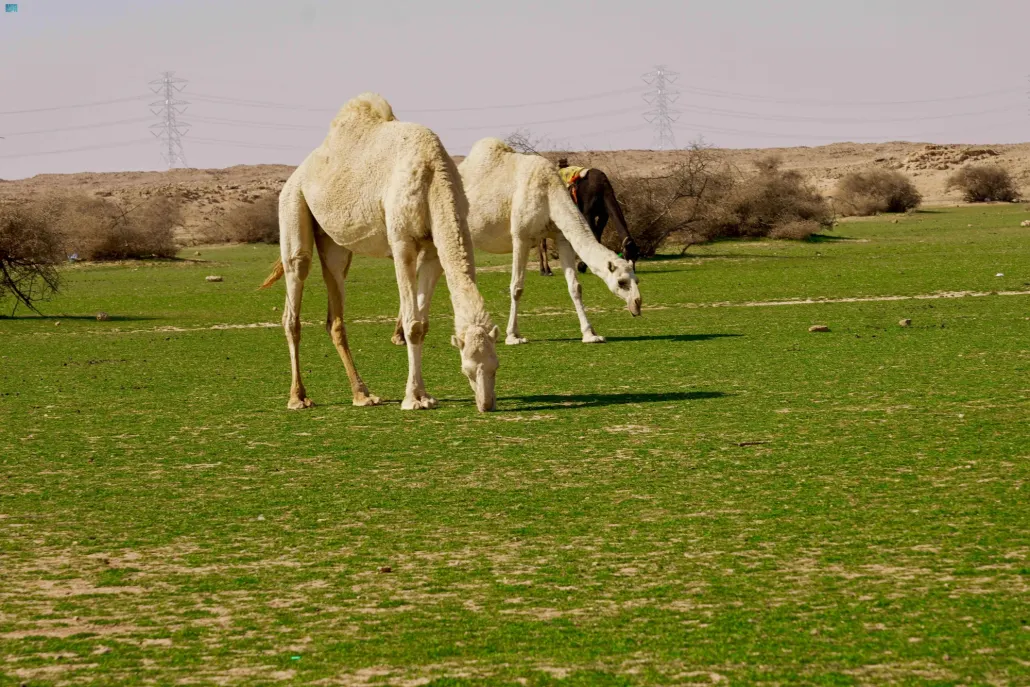 الإبل والطبيعة
