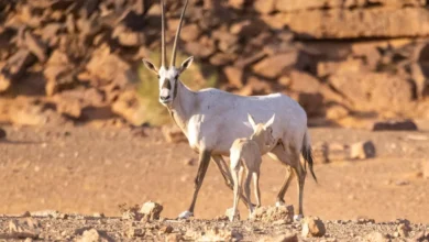 الوعل النوبي