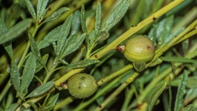 اللوز البري