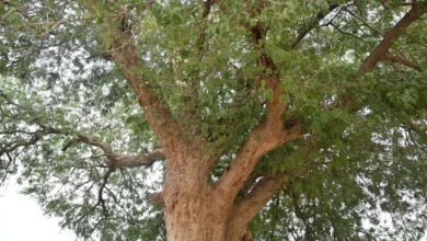 شجرة الجميز في جازان