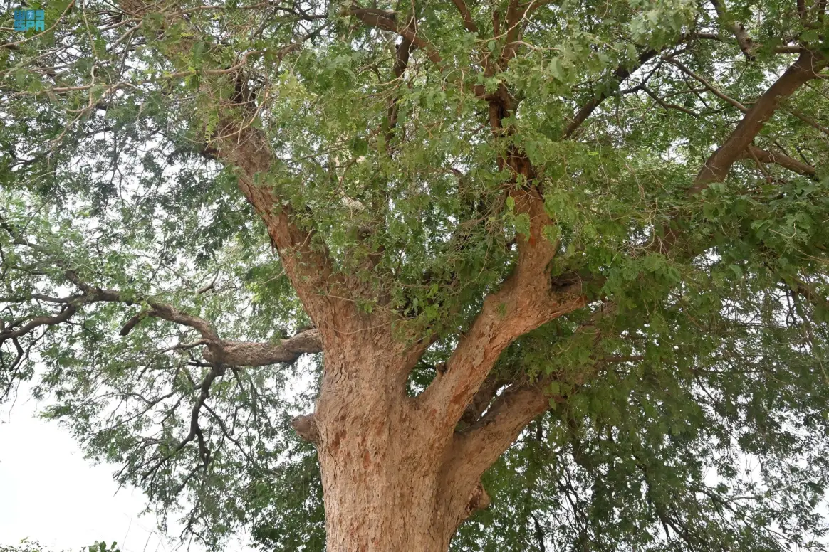 شجرة الجميز في جازان