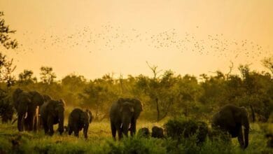 متنزه كروغر الوطني