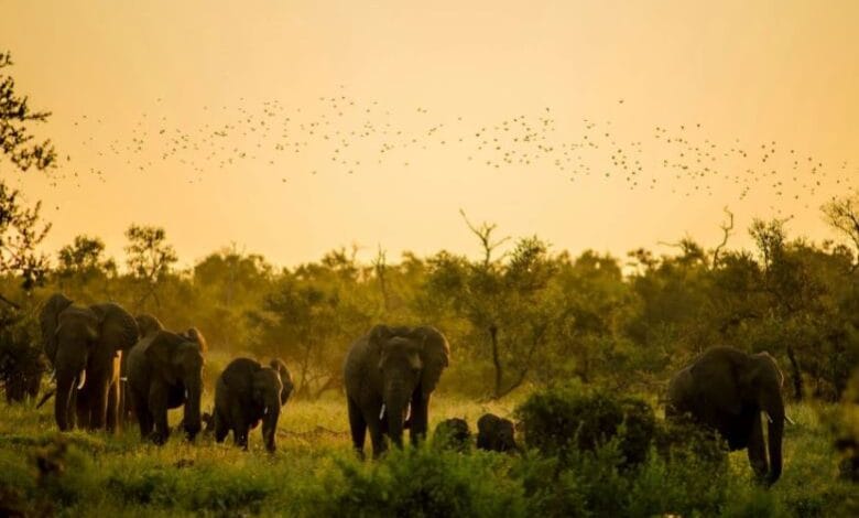 متنزه كروغر الوطني