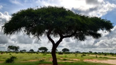 مقاومة شتلات السمر للجفاف