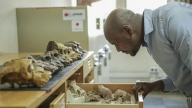 معهد علم الحفريات في منغوليا