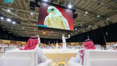 مزاد الصقور السعودي