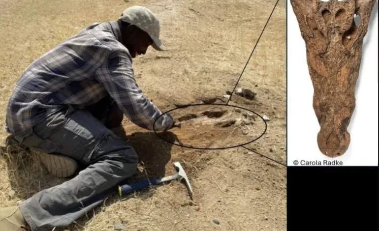 أحفورة لتمساح منقرض