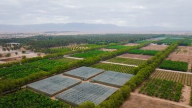 مزرعة رزات السلطانية