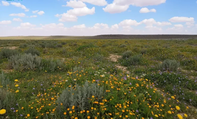 محمية الملك سلمان بن عبدالعزيز