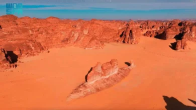 سمكة الصحراء