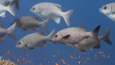 البحر الأحمر