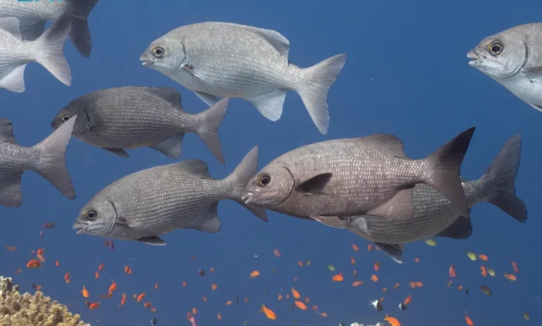 البحر الأحمر