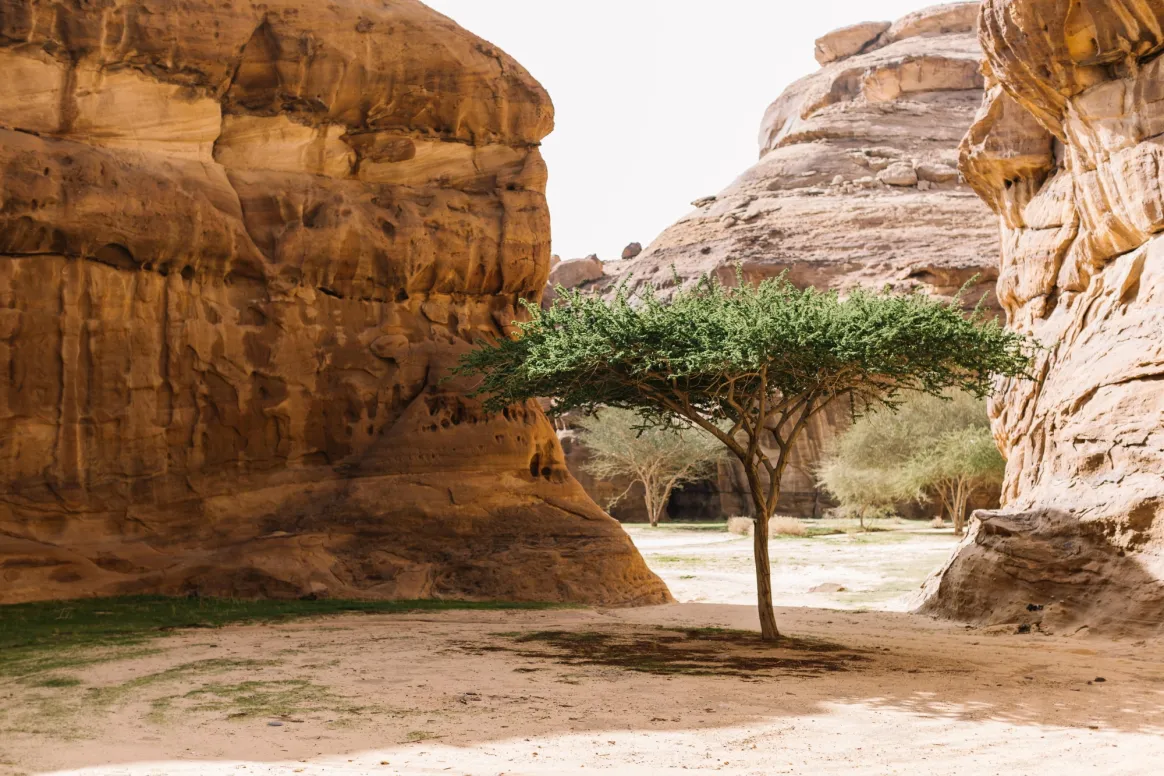 العُلا