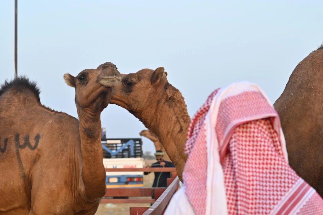 إبل جازان